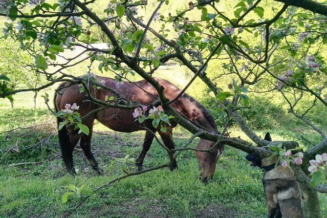 Horse ride in the Mugello (transfer from / to Florence) and Tuscan aperitif - What to Expect During the Ride