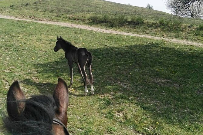 Horse ride in the Mugello (transfer from / to Florence) and Tuscan aperitif - Deep Dive into the Itinerary