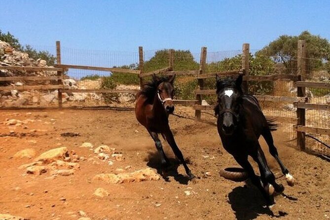 HORSE RIDING 1.5 hours mountains from area Hersonissos CRETE - FAQ