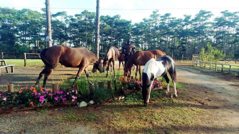 Horse Riding Course in Mang Den with Pickup and Drinks - Horse Riding Course in Mang Den with Pickup and Drinks