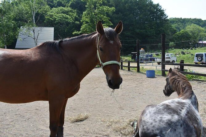 Horse Riding - A Closer Look at the Horse Riding Experience