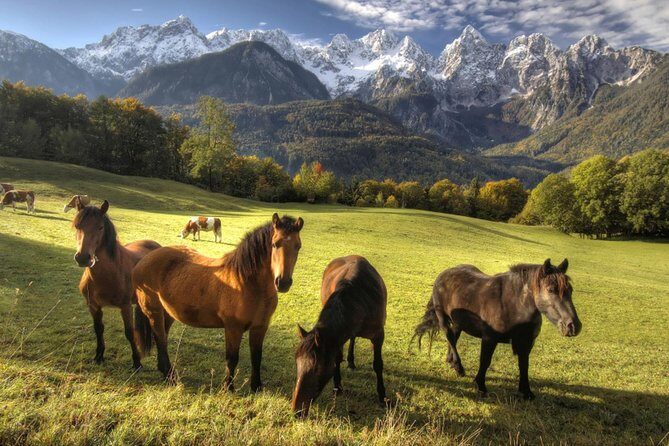 Horse Riding in Bled - Who Should Consider This Tour?