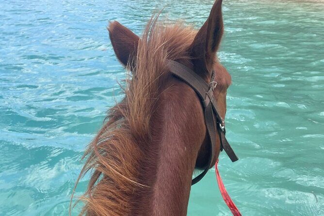 Horse Riding in Port Vila with Yumi Tours - Who Should Consider This Tour?