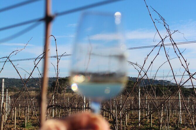 Horse riding in the vineyards of Grimaud + wine tasting - An In-Depth Look at the Horseback Riding in the Vineyards of Grimaud + Wine Tasting