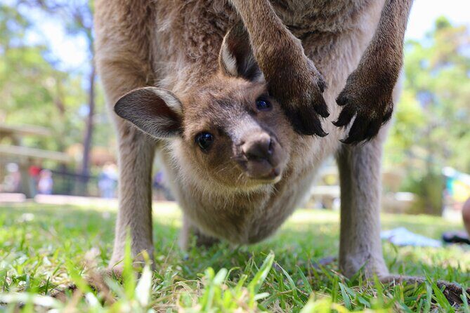 Horse Riding, Koalas & Kangaroos - Wild Australia: Private Tour - Key Points