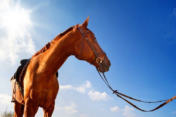 Horse Riding on the Beach in Side - FAQs