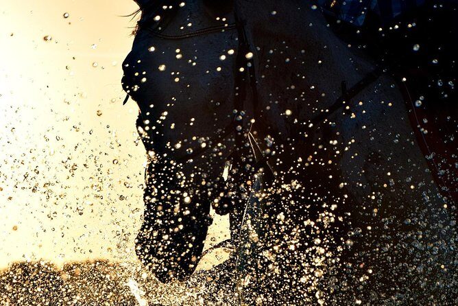 Horse riding on the Beach, Rhodes - Authentic Reviews and Real Insights