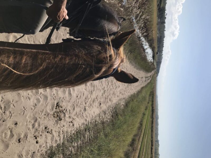 Horse riding on the beach, with private transfer from Lisbon - Who Will Love This Tour?
