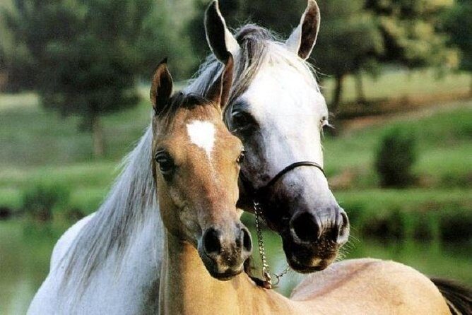 Horse Riding Small Group near Lucca - Discover Tuscany on Horseback Near Lucca: An Authentic Ride Through Italian Countryside