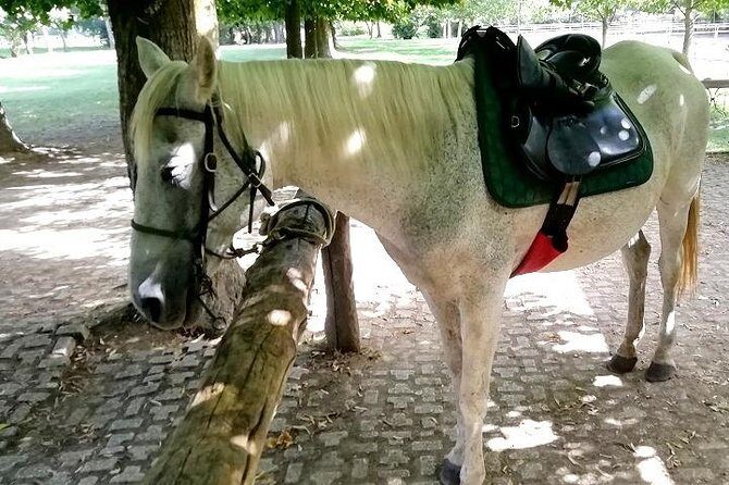 Horse Riding Small Group near Lucca - FAQ