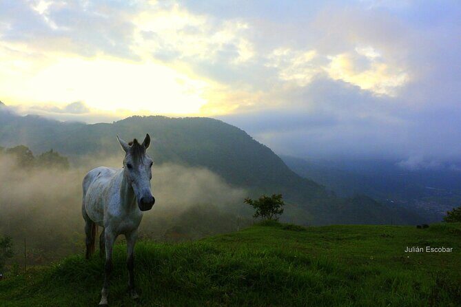 Horse riding tour - A Closer Look at the Horseback Riding Tour in Jardín