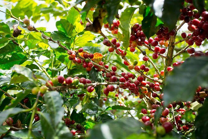 Horseback our Hacienda - 4 hours Coffee Tour - A Closer Look at the Experience