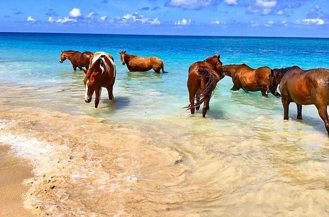 Horseback Ride and Swim Plus Dunns River from Montego Bay - Authentic Feedback from Travelers
