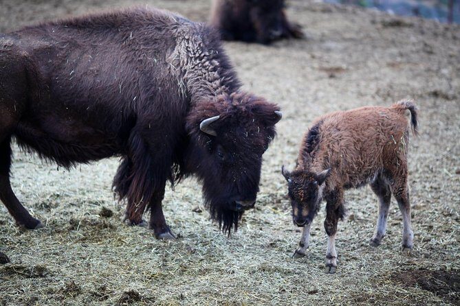 Horseback Ride Joshua Tree Forest Buffalo Lunch Singing Cowboy - An In-Depth Look at the Experience