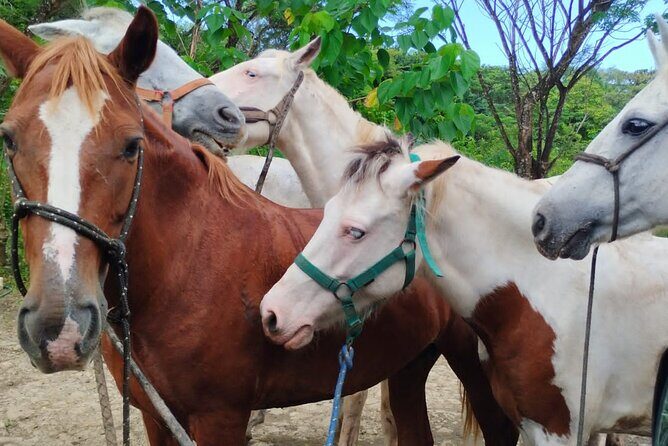 Horseback ride, picnic and swimming at Barigona beach - Authentic Encounters and Real Opinions