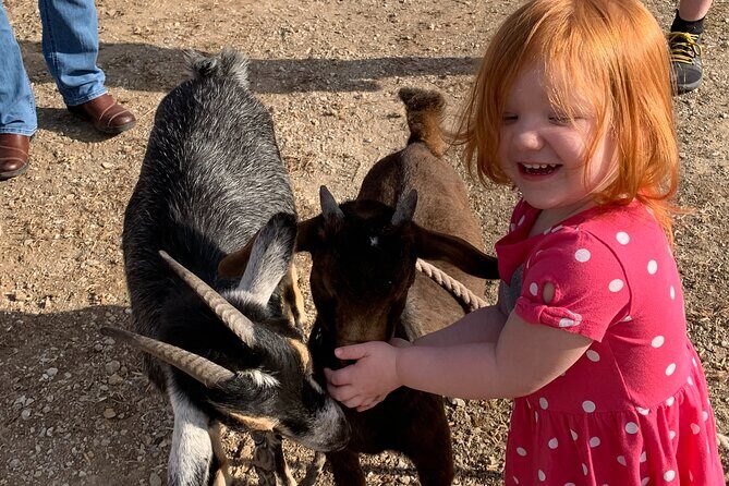 Horseback Rides, Interactions, and Petting Zoo - FAQs