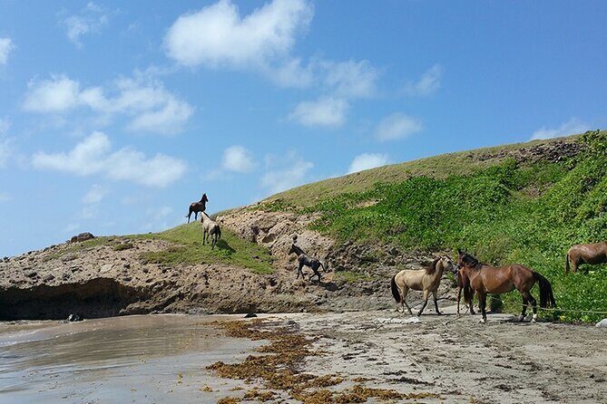 Horseback Riding Adventure Tour in St. Lucia - Who is this tour best suited for?
