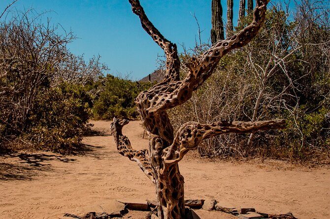 Horseback Riding Adventure y Tequila Tasting in Los Cabos - FAQs