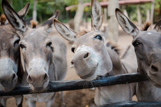 Horseback Riding and Cenote Swim from Cancun or Playa del Carmen - Post-Ride Snacks and Relaxation