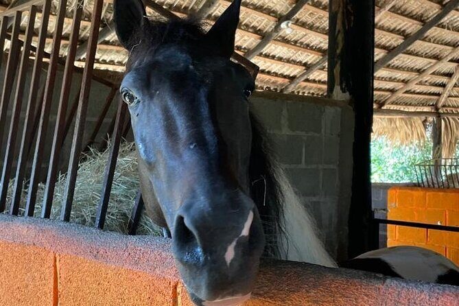 Horseback Riding and Taíno Cave Exploration - Who Will Love This Tour?