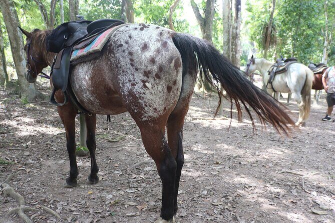 Horseback Riding and Waterfall Tour from San Ignacio - The Experience in Detail