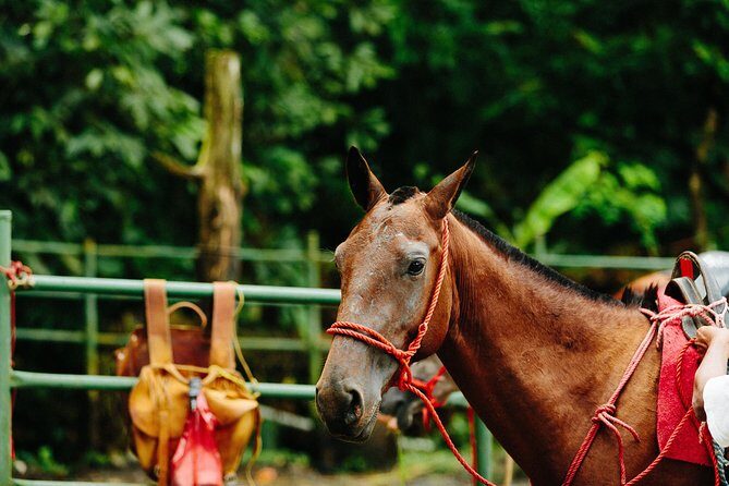 Horseback Riding and Waterfalls from Manuel Antonio - Who Will Love This Tour?