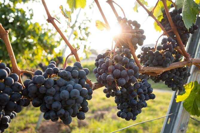 Horseback riding and wine tasting - Who Will Love This Tour?
