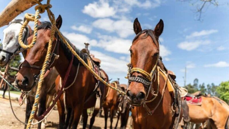 Horseback Riding Caldas Antioquia All Inclusive - Horseback Riding Caldas Antioquia All Inclusive: A Genuine Taste of Nature and Culture