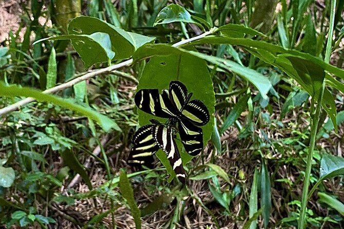 Horseback Riding Experience - Discover the Joy of Horseback Riding in St. Croix
