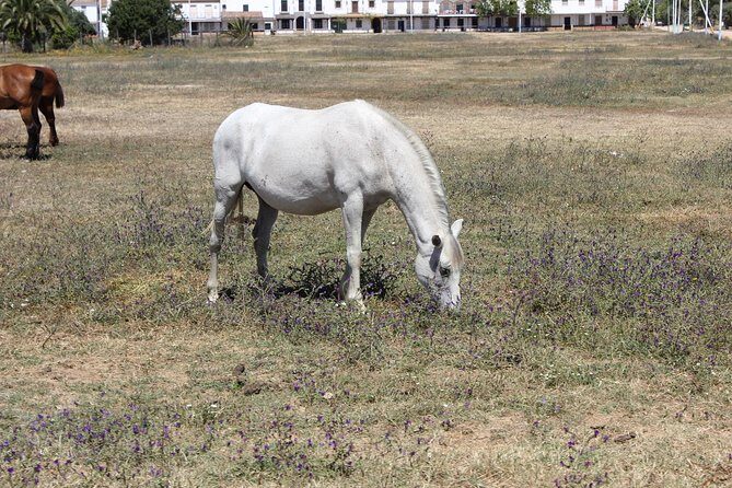 Horseback Riding Experience in Aljarafe, Doñana park from Seville - In-Depth Review of the Horseback Riding Tour