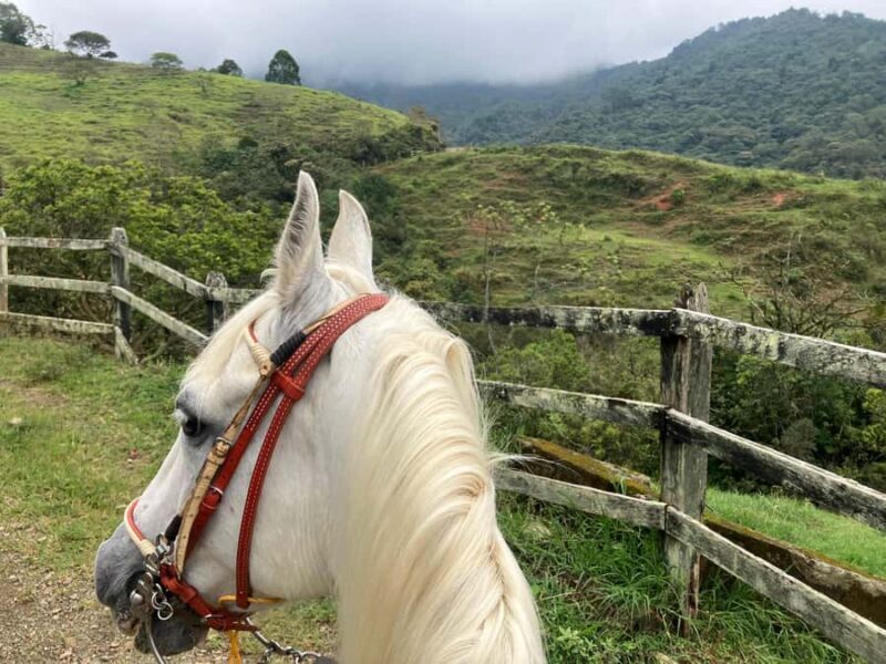 Horseback riding: Explore Medellín's Nearby Countryside - An authentic escape from Medellín’s hustle