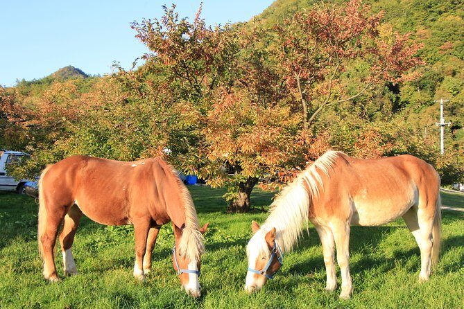 Horseback-Riding in a Country Side in Sapporo - Private Transfer is Included - Who Will This Tour Suit Best?