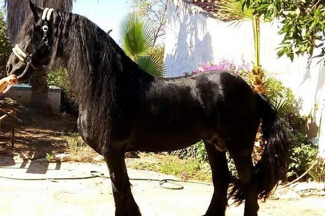 Horseback Riding in Cartagena (Spain) - Exploring the Cartagena Horseback Riding Experience