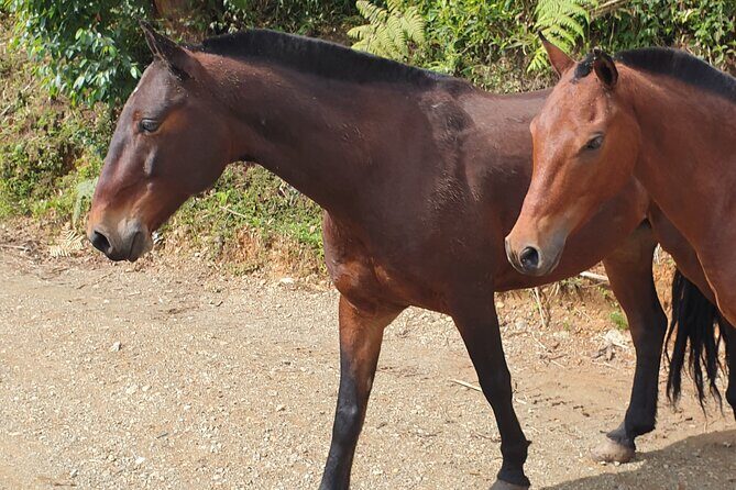 Horseback Riding in Medellin mountains - Who Should Consider This Tour?