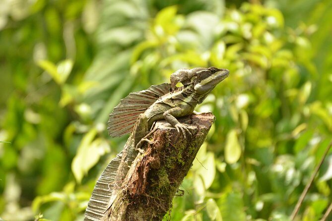 Horseback Riding Jaco - Horseback Riding in Jaco: An Authentic Rainforest Adventure