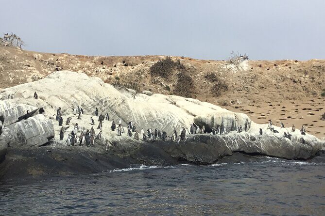 Horseback riding on beach, Winery, Alpacas, penguins & cowboyBBQ - Who Will Love This Tour?