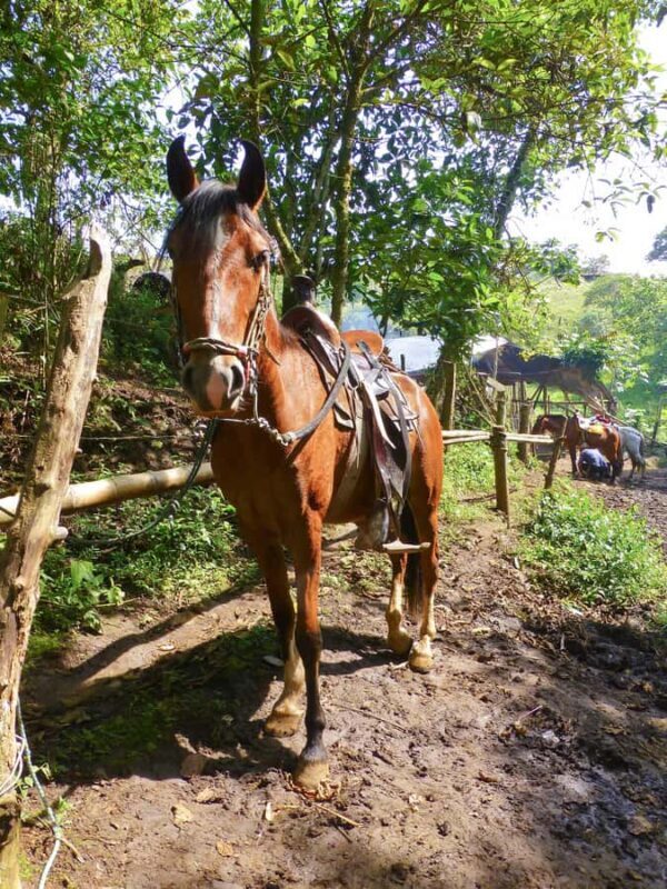 Horseback Riding Tour and visit to Tablón, Chaquira, Pelota - FAQ