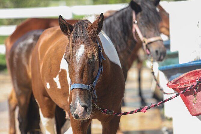 Horseback Riding Tour at Private Ranch - Final Thoughts