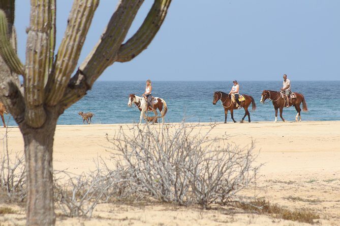 Horseback Riding Tour in Cabo San Lucas - Who Will Enjoy This Tour?