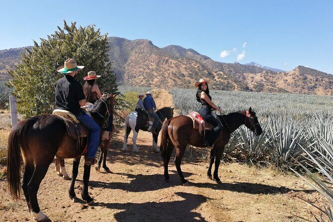 Horseback Riding Tour in The Agave Field with Lunch - Who Should Consider This Tour?