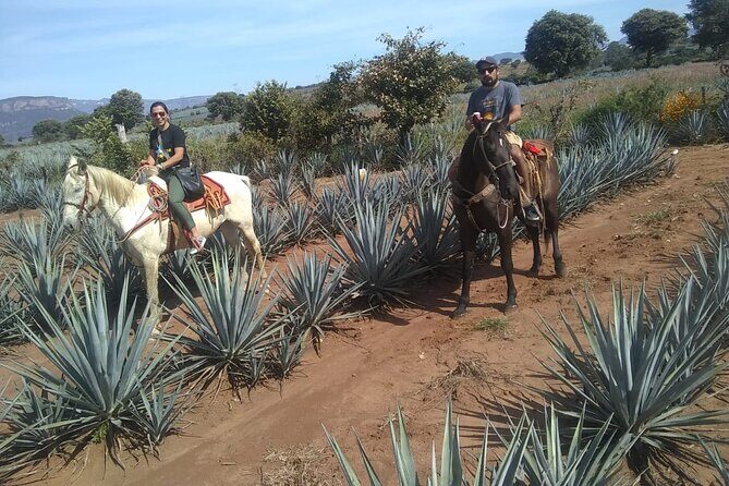Horseback Riding Tour in The Agave Field with Lunch - Final Thoughts