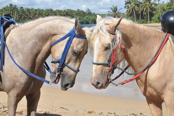 Horseback Riding Tour on the Beaches of Punta Cana - The Value: Is It Worth It?