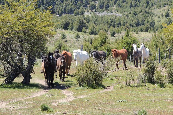 Horseback Riding with Asado in San Carlos de Bariloche, Argentina - Practical Tips for Future Travelers
