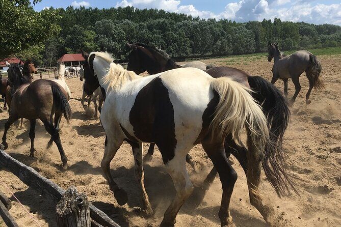 Horseshow on the Hungarian Puszta, private tour from Budapest with entry! - Final Thoughts