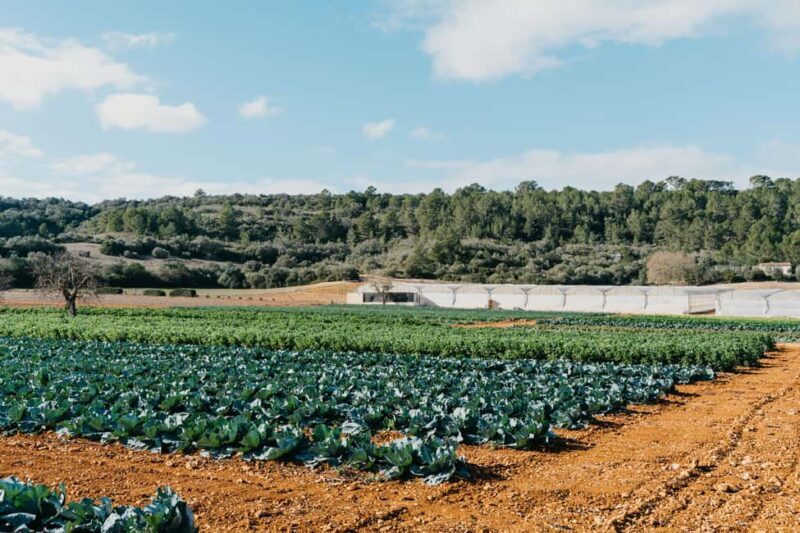 Hort de Sa Vall: Guided tour of the crops and outdoor dinner - Hort de Sa Vall: Guided Tour of the Crops and Outdoor Dinner