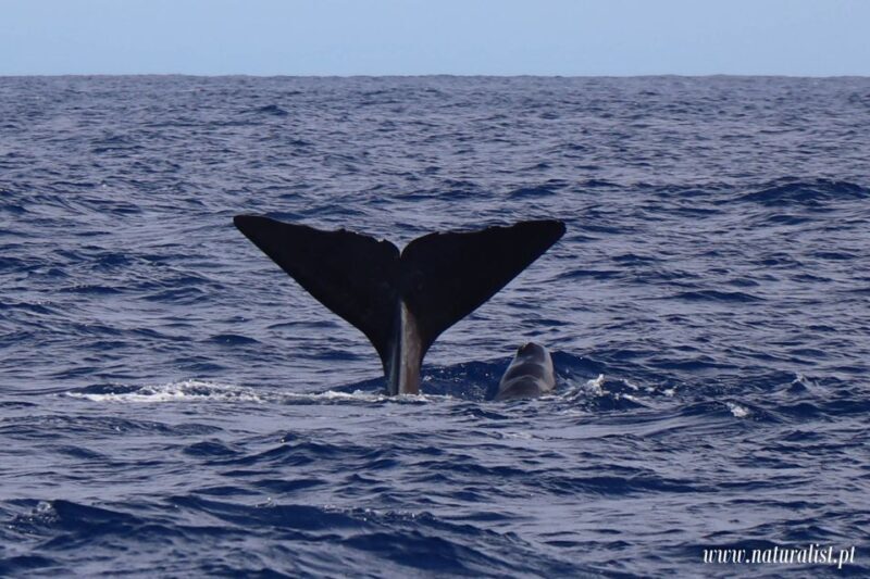Horta: Whale and Dolphin Watching Expedition - Starting Out from Horta’s Marina