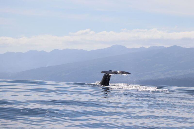 Horta: Whale and Dolphin Watching Expedition - Safety & Comfort