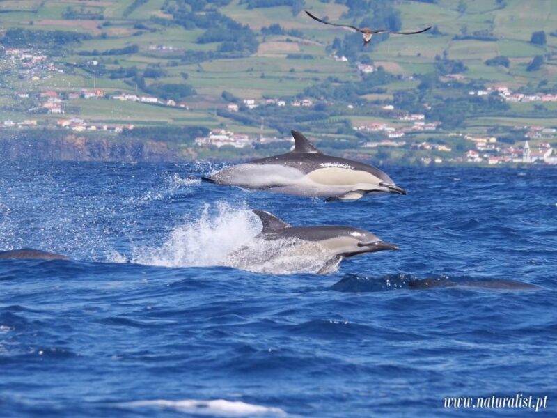 Horta: Whale and Dolphin Watching Expedition - Wildlife Spotting & Data Collection
