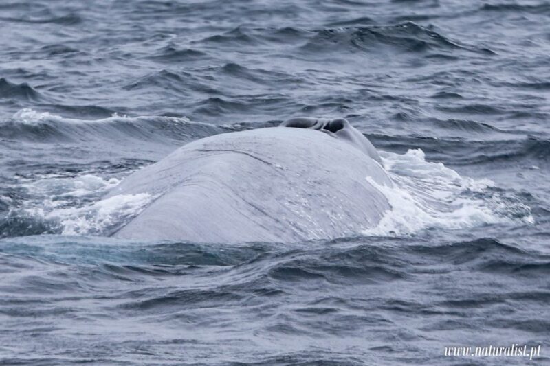 Horta: Whale and Dolphin Watching Expedition - Scenic and Wildlife Viewing