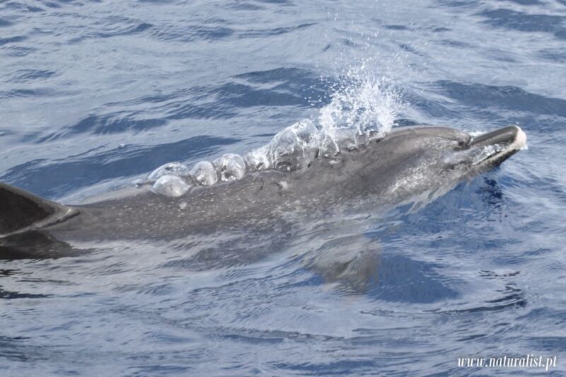 Horta: Whale and Dolphin Watching Expedition - Duration and Flexibility